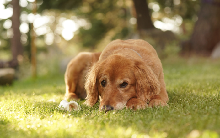 panning-puppy